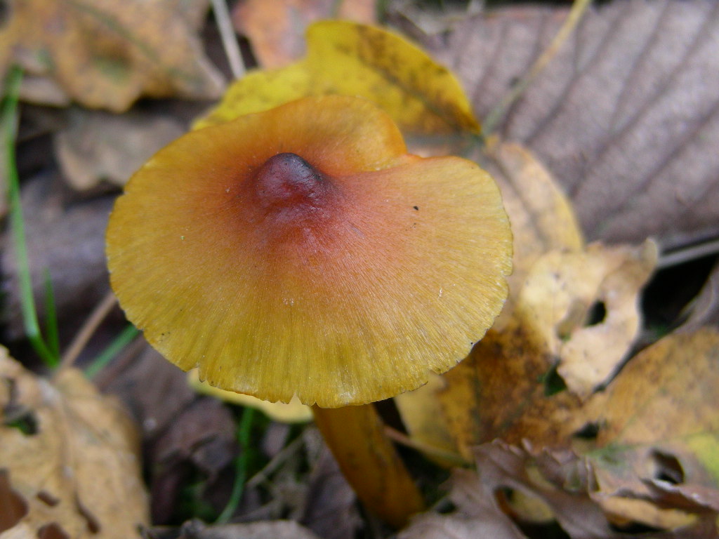 Hygrocybe conica ...